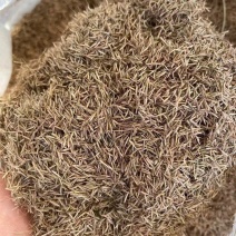 粉黛乱子草种子厂家货源批发全国发货价格便宜欢迎下单咨询