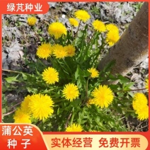 蒲公英种子野生婆婆丁种子多年生草本新货保证发芽率