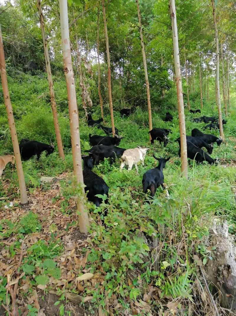 适合山区养殖的品种(适合山区养殖的品种有哪些)