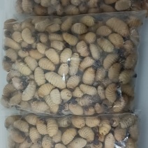 竹笋虫