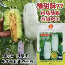 豫甜酥77甜瓜种子薄皮酥脆香甜糖度高短棒羊角酥甜瓜种子