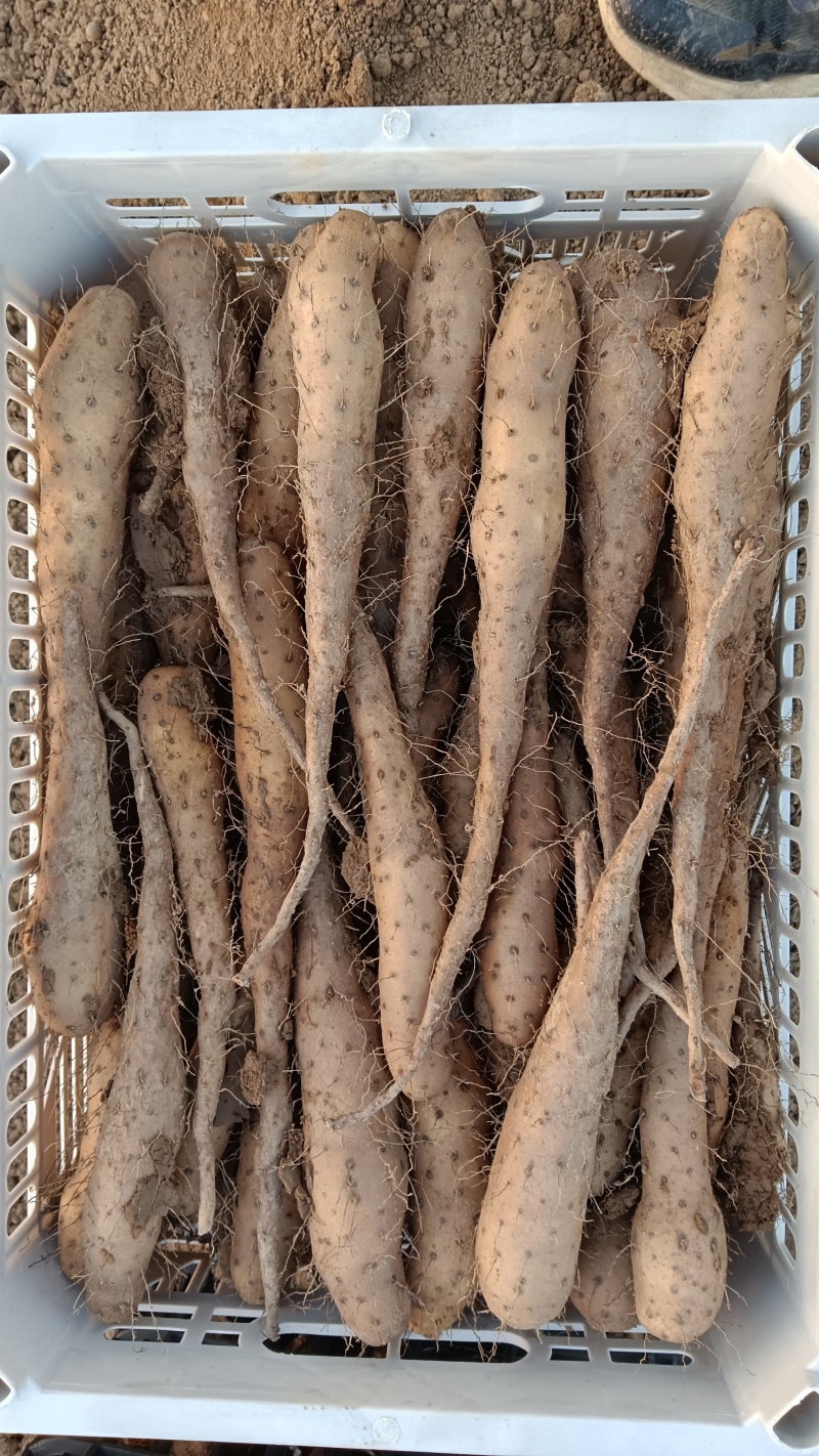 山东济宁梁山县山药苗 0.43元/棵白玉豆苗