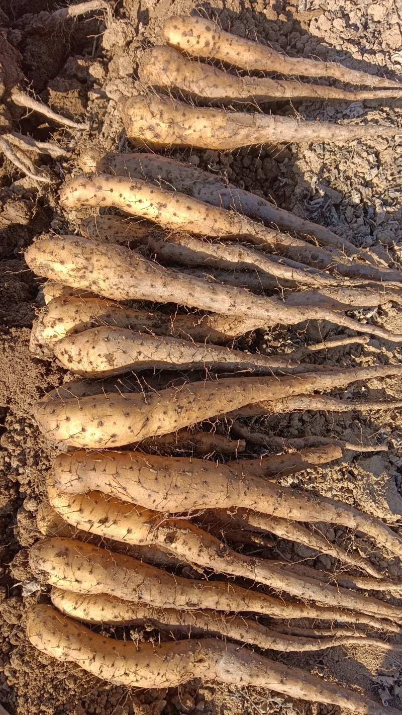 山东济宁梁山县山药苗 0.43元/棵白玉豆苗