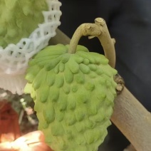 释迦
