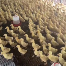 大三花鹅苗，泰州鹅苗，浦三鹅苗，浙东鹅苗，狮头鹅苗