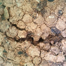 卖核桃油渣