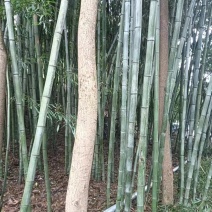 竹子
