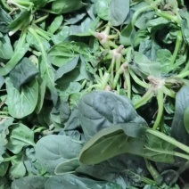 波菜