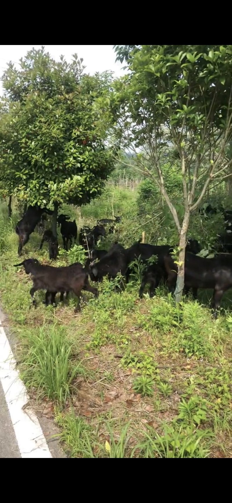 湖北黄冈浠水县活羊 2000.00元/只放养黑山羊