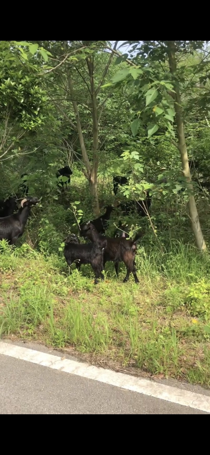 湖北黄冈浠水县活羊 2000.00元/只放养黑山羊