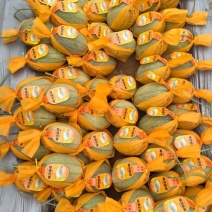 海南哈密瓜晓蜜二十五号