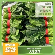 山东菏泽大叶菠菜大量上市各种规格货源超低价格全国发货。