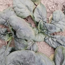 农家自种趴地菠菜，无中间商，无代办，地头现挖现卖！