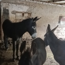 去皮驴肉