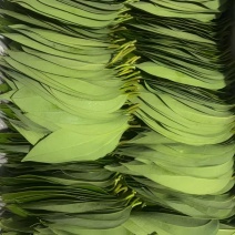 平安树叶片