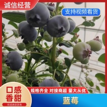 L25花香蓝莓现采现摘支持视频看货量大从优