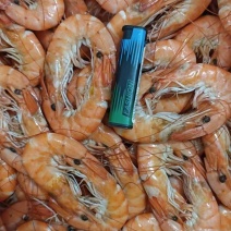 熟对虾、湿对、肉质饱满大对熟虾、一手货源