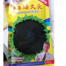 矮大头油葵向日葵种子食用葵种，花盘大出油高，榨油多
