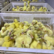 厂家直销量大从优价格适宜防疫到位电话跟踪到家，全程指导