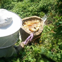 高山土蜂蜜自产自销正宗土蜂蜜营养价值高