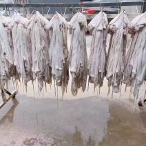 羔羊净肚