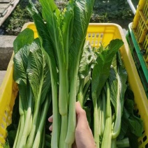 连州迟菜心，原产地，可配送到广东省内