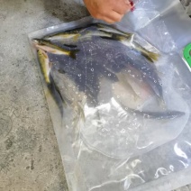【精品】千岛湖胖子山勾勾石斑鱼产地直发质量保证