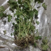 猫爪草，青苗，白芽