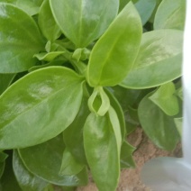 甜七菜，穿心莲，大量上市，货量充足，