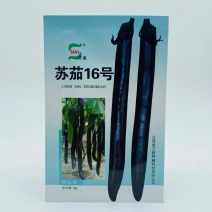 江蔬苏茄16号茄子种子早熟杂交长条形紫长茄种籽春秋播种油