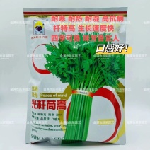光杆茼蒿种子抗病高产优质蔬菜种籽四季早熟耐热茼蒿种籽四季
