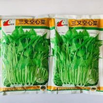 绿领三叉空心菜种子春夏秋播种旱地水培种植大叶空心菜种籽蔬