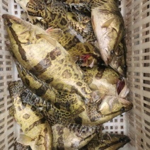 【精】水库自然放养鳜鱼吃天然饵料长大味道鲜美发全国