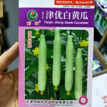 津优白黄瓜种子白玉青瓜春秋四季播高产甜脆水果黄瓜蔬菜