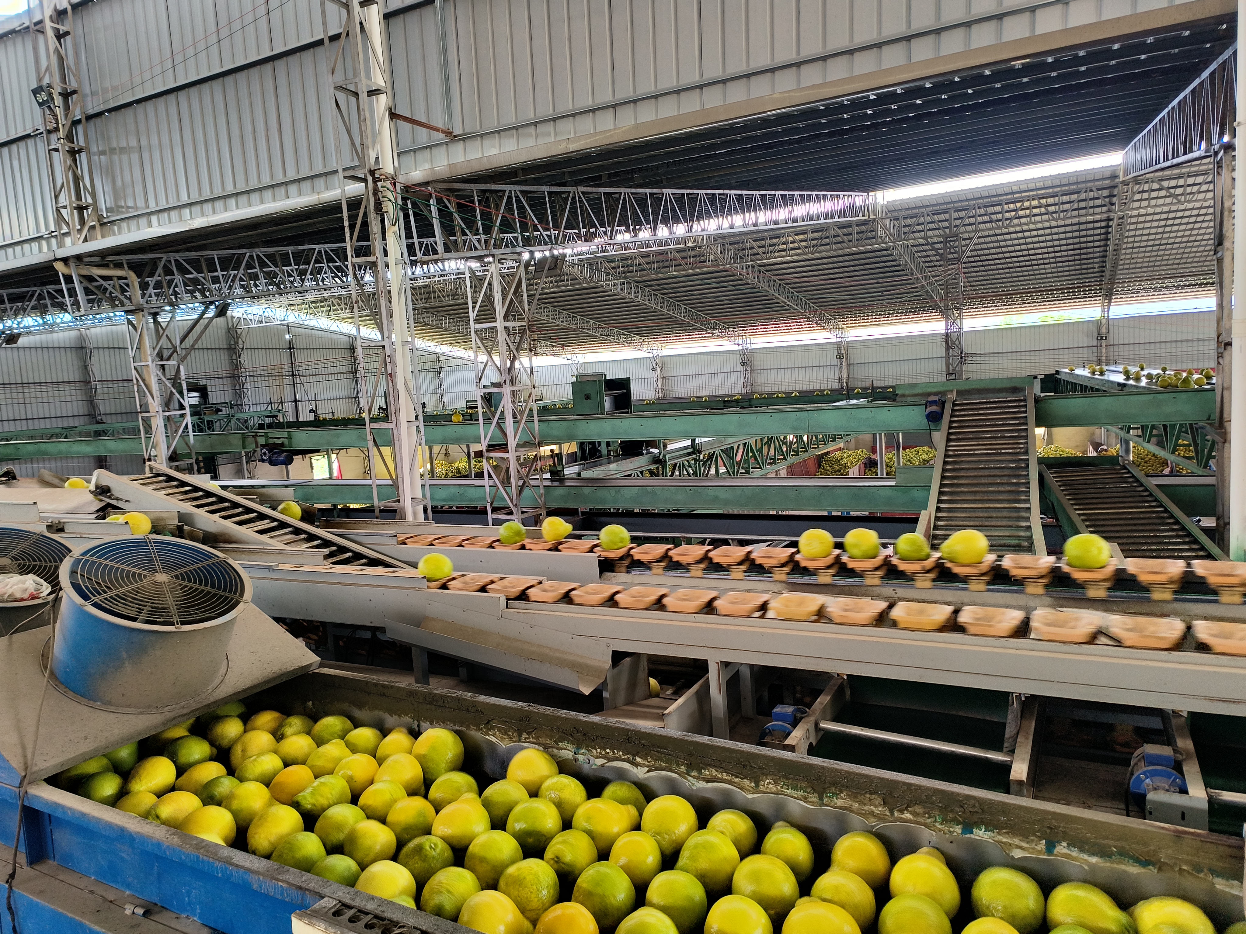 沙田柚采后处理流水线