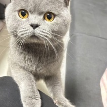 8个月的蓝猫