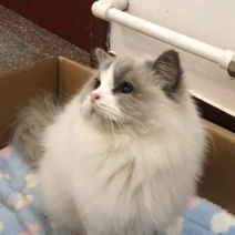 纯种布偶猫
