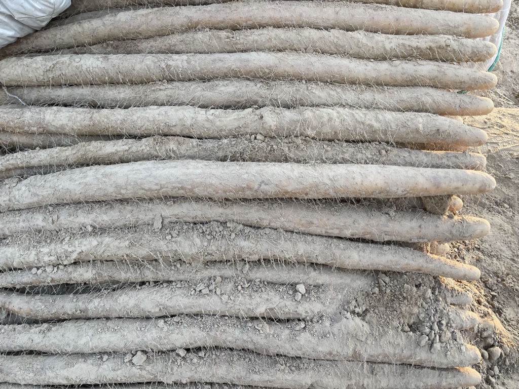 九斤黄山药特写