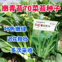 嫩青苔70菜苔种子迟熟口感清香甜脆苔杆嫩绿庭院蔬菜种子