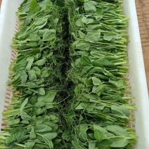 卖豌豆尖产批发支持空运加冰袋接餐饮批发，一年四季供货