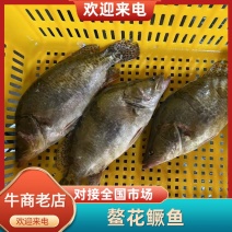 鳌花鳜鱼黑龙江佳木斯辽宁前当铺市场现货提前2天预定