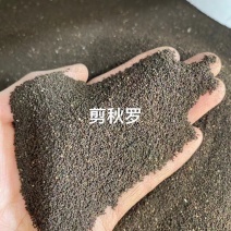 剪秋罗种子厂家货源批发价格全国发货价格便宜欢迎下单咨询