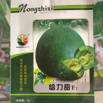 杂交甜瓜早熟绿皮绿肉抗病耐低温