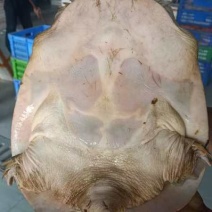 甲鱼