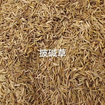 披碱草种子厂家货源批发品质保证价格美丽欢迎下单合作