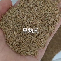早熟禾草籽种子厂家发货一手货源批发价格优惠全国发货