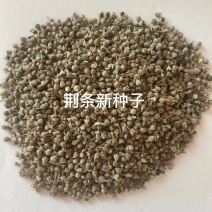 荆条种子厂家货源批发价格全国发货价格便宜欢迎下单咨询