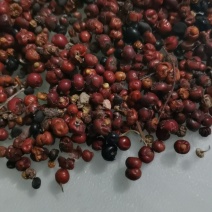 茜草种子
