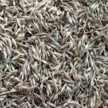 狼尾草种子厂家货源批发品质全国发货欢迎下单咨询