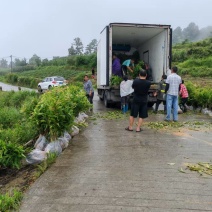重庆木荷苗四川雅安名山绿化苗木品种齐全规格齐全成活率高